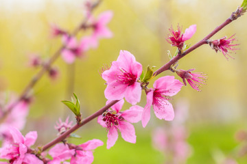 Open peach blossoms in spring, outdoors