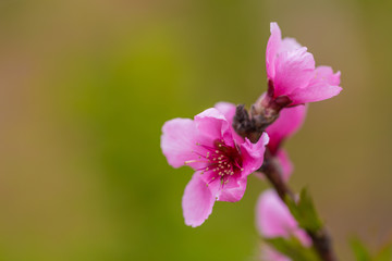 Obraz premium Open peach blossoms in spring, outdoors