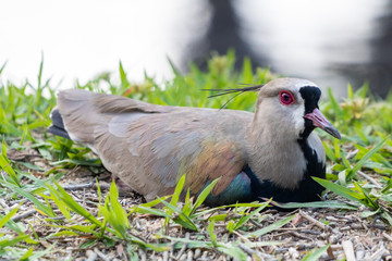 Southern Lapwing (Vanellus chilensis) hatching eggs in the nest in the Barra da Tijuca Forest, Rio de Janeiro Brazil “Quero-Quero”