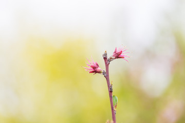 Open peach blossoms in spring, outdoors