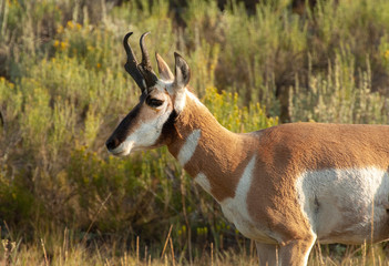 Antelope side portrait