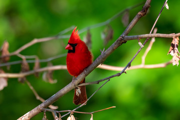 Male Northern Cardinal perched