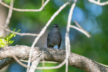 gray catbird perched