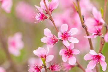 Open peach blossoms in spring, outdoors