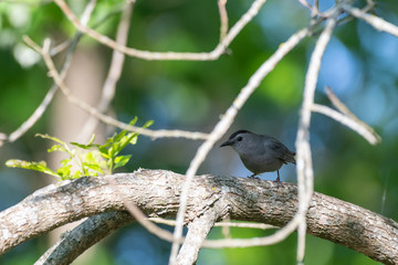 Gray catbird perched
