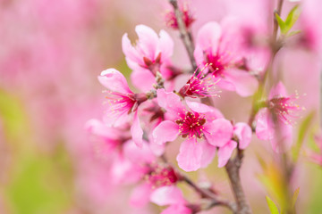 Open peach blossoms in spring, outdoors