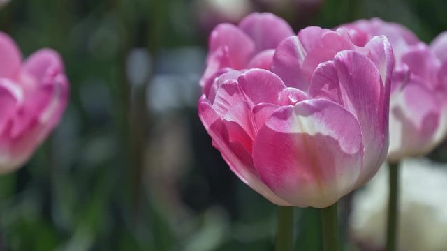 ピンクのチューリップの花のクローズアップ