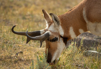 Pronghorn Closeup