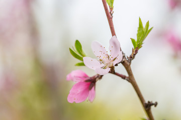 Obraz premium Open peach blossoms in spring, outdoors