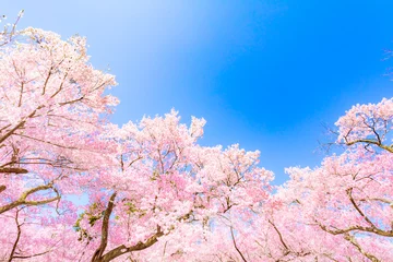 Fotobehang ピンクの桜の花（高遠桜） © JP trip landscape DL