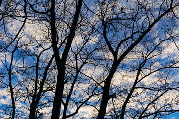 Tree branches silhouetted against a blue sky