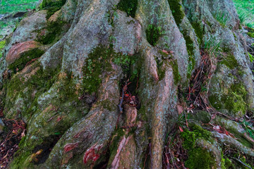 Moss and lichens growing on tree roots