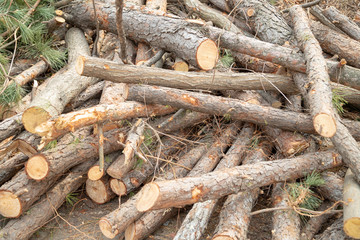 Deforestation site, indiscriminately cut trees