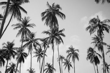 Coconut palm trees in sunset light. Vintage background. Black and white retro toned poster. - 266236200