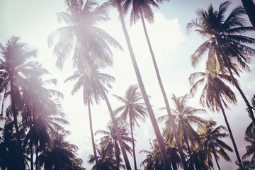 Coconut palm trees in sunset light. Vintage background. Retro toned poster.