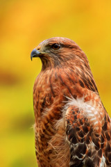 Portrait red tail hawk