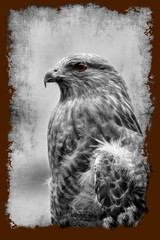 Fototapeta premium Portrait red tail hawk