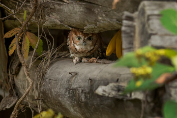 Eastern screech owl hiding between logs