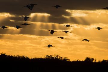 Birds returning to roost at sunset in Everglades