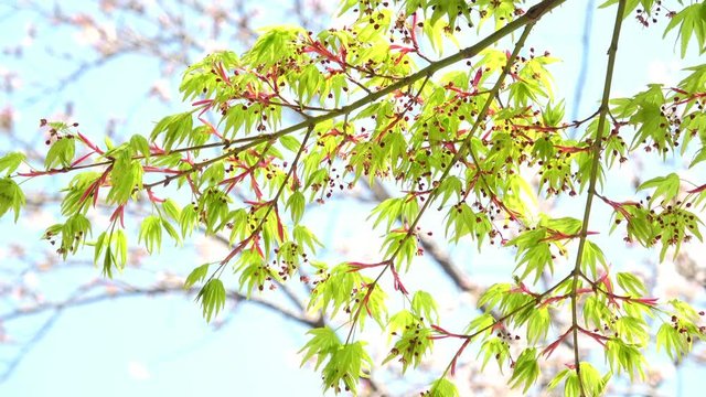 楓の新緑 / Green Japanese maple leaves waving in wind, kaede, 4K