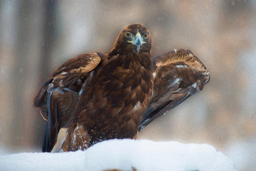 Golden eagle looking straight in the snow