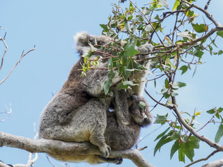 mother and baby koala feeding at cape otway in victoria