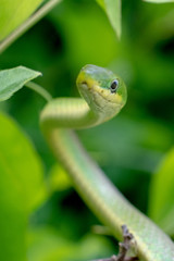 Focus on the eye of a rough green snake in the bushes at Yates Mill County Park in Raleigh, North Carolina