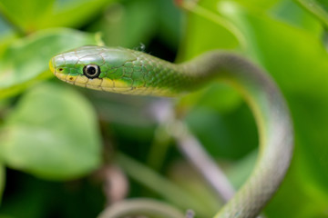 Focus on the head of a rough green snake in the bushes at Yates Mill County Park in Raleigh, North Carolina