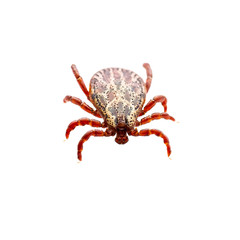 Encephalitis Virus or Lyme Borreliosis Disease or Monkey Fever Infectious Dermacentor Dog Tick Arachnid Parasite Insect Macro Isolated on White Background