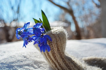 Bouquet of first spring blue flowers scilla or bluebell with green leaves blooming in woolen warm...