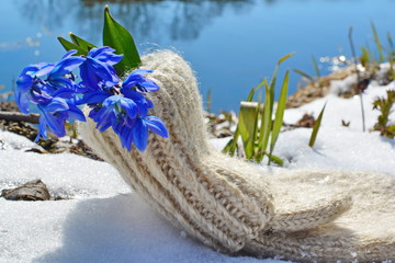 Bouquet of first spring blue flowers scilla or bluebell with green leaves blooming in woolen warm white mittens on melting snow in meadow with grass on shore of lake. Close up