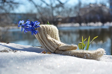 bouquet of first spring blue flowers scilla or bluebell with green leaves blooming in woolen warm white mittens on melting snow in meadow with grass on shore of lake on blurred park background