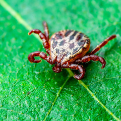 Encephalitis Virus or Lyme Borreliosis Disease or Monkey Fever Infectious Dermacentor Tick Arachnid Parasite Insect on Green Leaf Macro