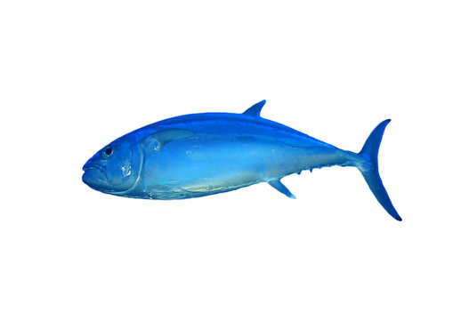 Live Tuna fish isolated on white background  