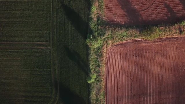 Top Down Aerial view of rolling hills in Poland. Two colorful farming fields splitted by trees in half. Early spirng shot during sunrise.