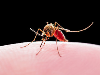 Encephalitis, Yellow Fever, Malaria Disease or Zika Virus Infected Culex Mosquito Parasite Insect Macro Isolated on Black Background