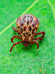 Encephalitis Virus or Lyme Borreliosis Disease or Monkey Fever Infectious Dermacentor Tick Arachnid Parasite Insect on Green Leaf Macro