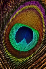 Naklejka premium Eye of peacock feather