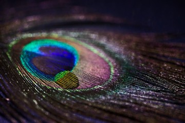Peacock feather with water drop