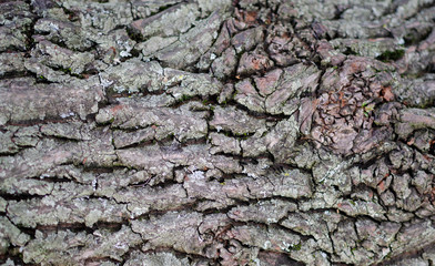 fondo de estructura de corteza de árbol antiguo