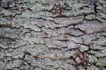 fondo patrón de textura de corteza de árbol