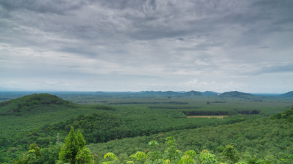 Forest under the clouds.