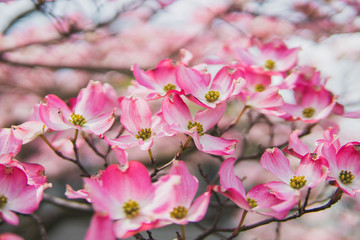 Beautiful pink cherry blossom flowers