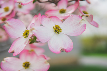 Naklejka na ściany i meble Beautiful pink cherry blossom flowers
