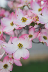 Fototapeta premium Beautiful pink cherry blossom flowers