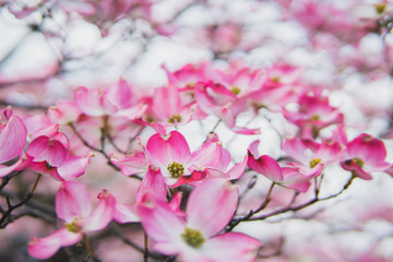 Fototapeta na wymiar Beautiful pink cherry blossom flowers