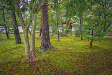 Fototapeta premium 智積院 境内風景