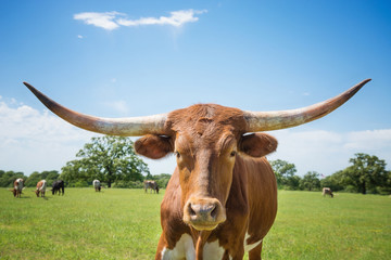 Closeup portrait of Texas longhorn on spring pasture. Blue sky background with copy space.