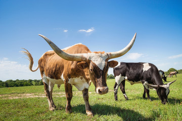 Texas longhorn cattle grazing on spring pasture