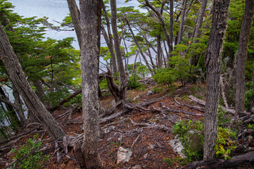 Landscapes of Tierra del Fuego National Park, in the Argentinian Patagonia.